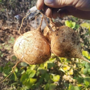 豆薯