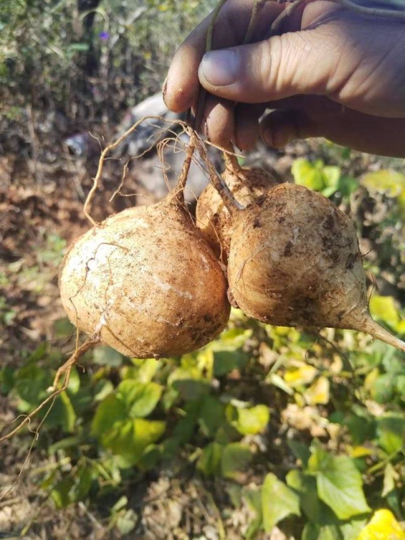 豆薯
