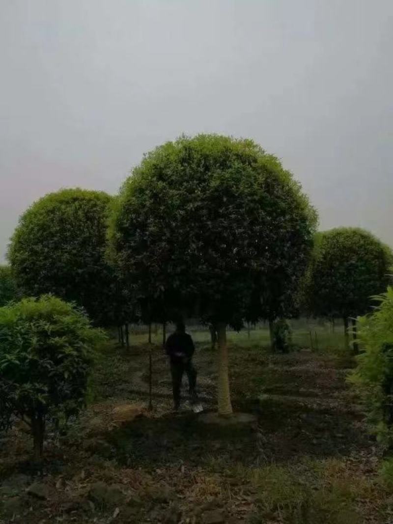 桂花树