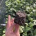 钦蜜9号黄金百香果苗芭乐味、蜂蜜味黄金百香果苗