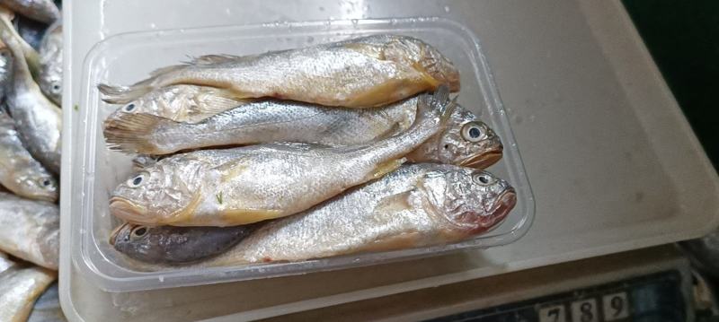 霞浦原产地小黄花鱼，海面直收一手货源。14-16条一斤