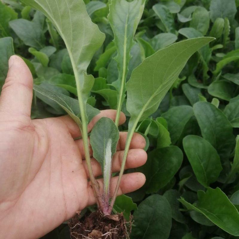 多色非洲菊小苗扶郎花苗庭院阳台易种易养
