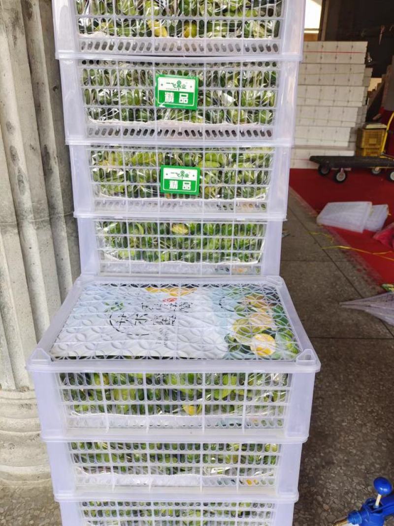 广西清香桔，大量供应，好货不断，有意来电咨询