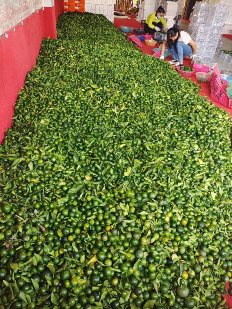 广西清香桔，大量供应，好货不断，有意来电咨询