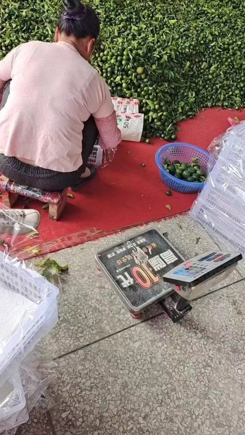 广西清香桔，大量供应，好货不断，有意来电咨询