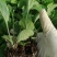 多色非洲菊小苗扶郎花苗庭院阳台易种易养