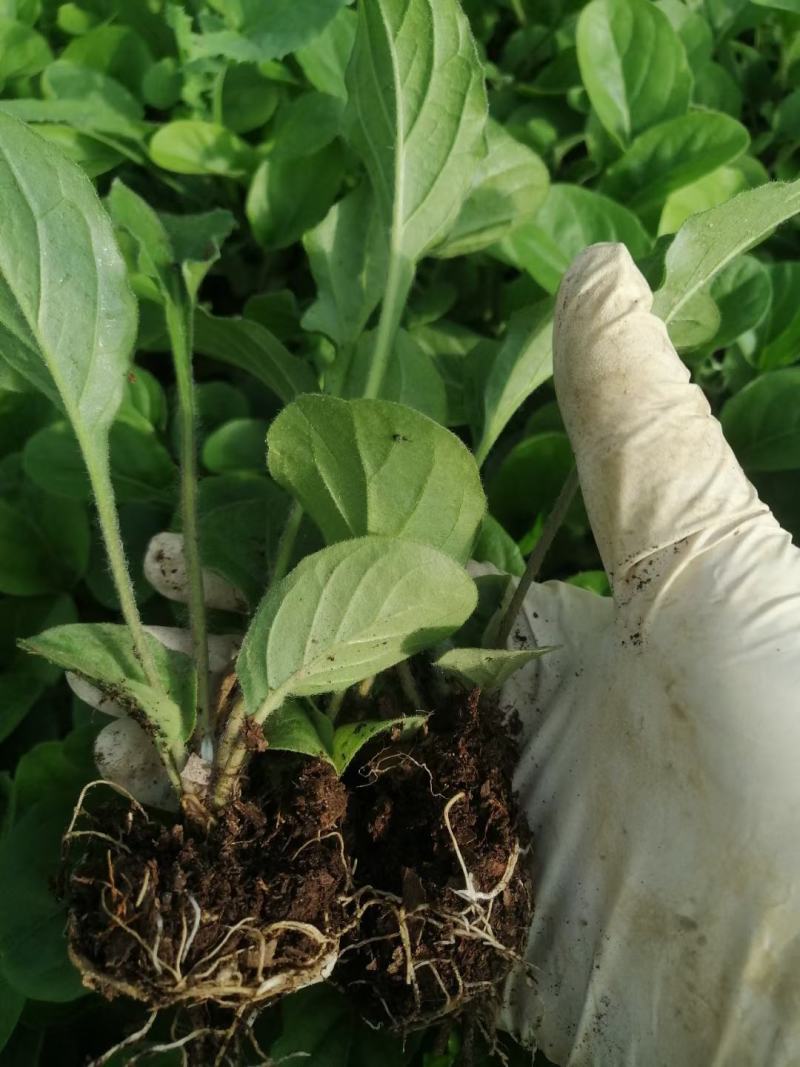 多色非洲菊小苗扶郎花苗庭院阳台易种易养