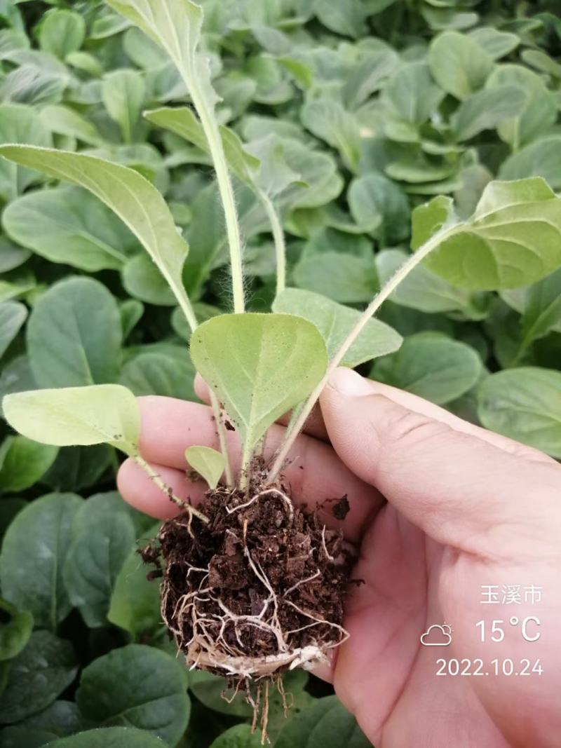 多色非洲菊小苗扶郎花苗庭院阳台易种易养