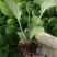 多色非洲菊小苗扶郎花苗庭院阳台易种易养