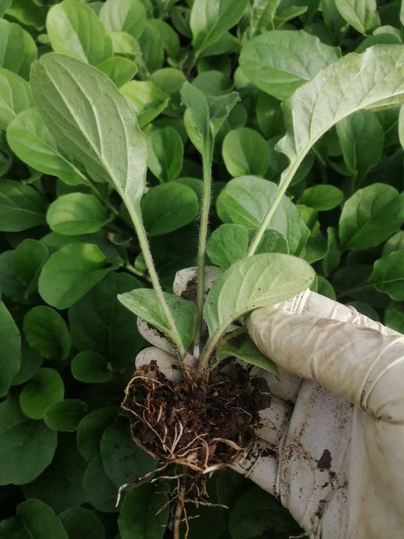 多色非洲菊小苗扶郎花苗庭院阳台易种易养