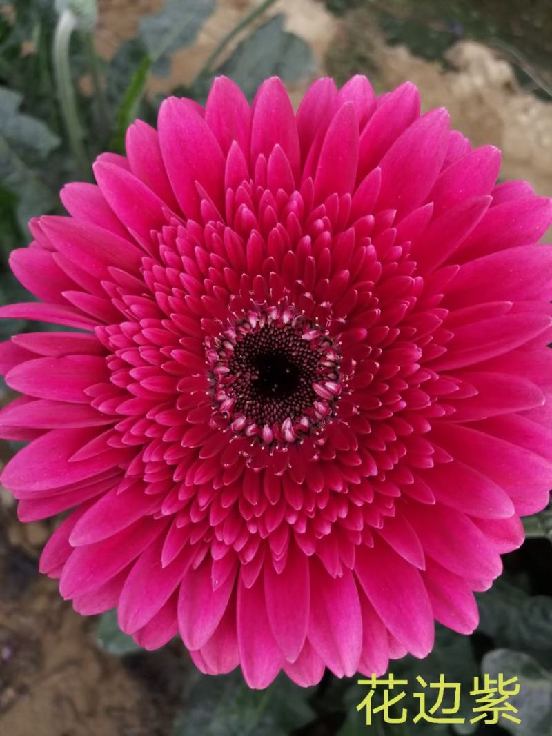 多色非洲菊小苗扶郎花苗庭院阳台易种易养