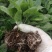 多色非洲菊小苗扶郎花苗庭院阳台易种易养