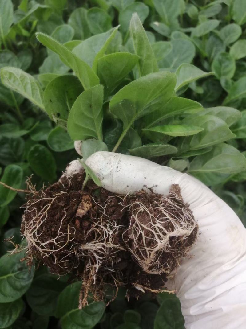多色非洲菊小苗扶郎花苗庭院阳台易种易养