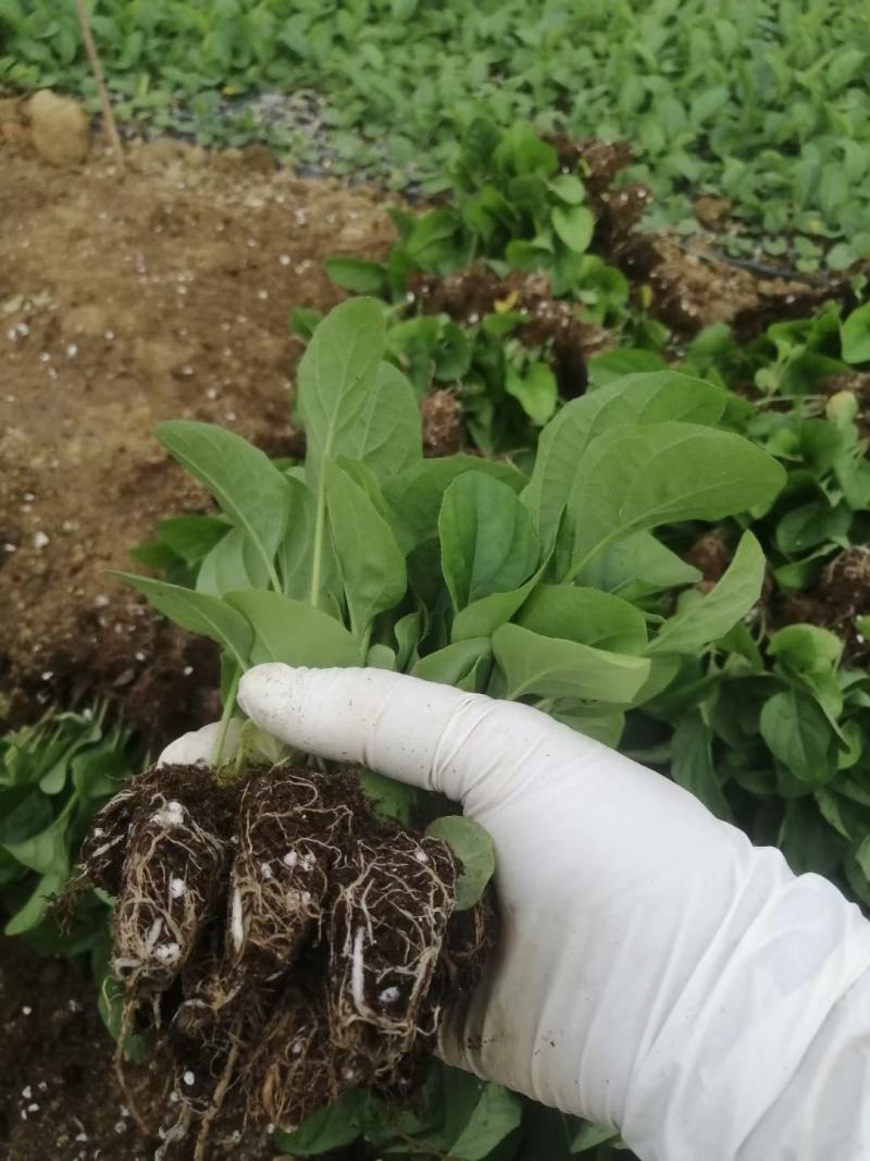 多色非洲菊小苗扶郎花苗庭院阳台易种易养