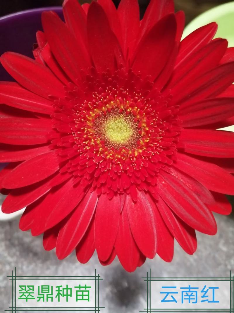 多色非洲菊小苗扶郎花苗庭院阳台易种易养