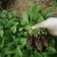 多色非洲菊小苗扶郎花苗庭院阳台易种易养