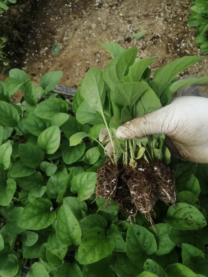 多色非洲菊小苗扶郎花苗庭院阳台易种易养