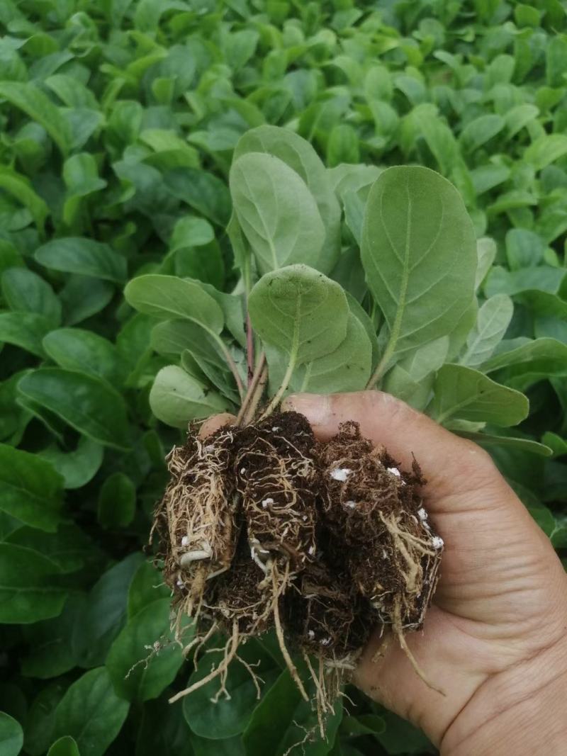 多色非洲菊小苗扶郎花苗庭院阳台易种易养