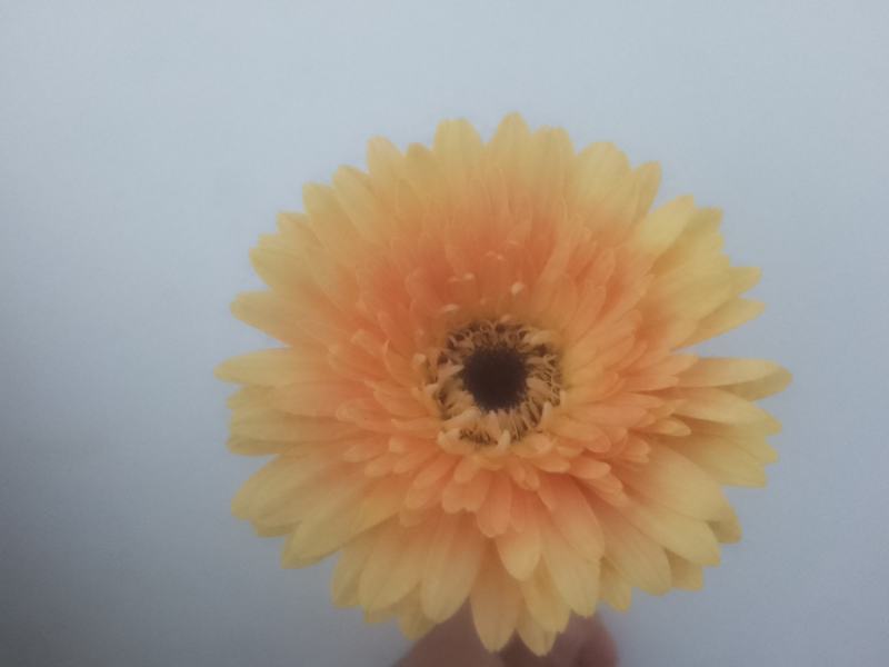 多色非洲菊小苗扶郎花苗庭院阳台易种易养