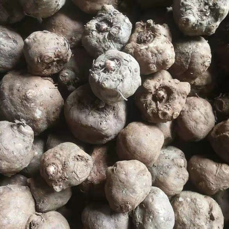 魔芋种种子花魔芋一代种子脱水消毒抗病性强成活率高的高产