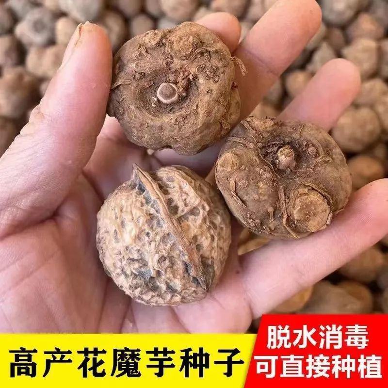 魔芋种种子花魔芋一代种子脱水消毒抗病性强成活率高的高产