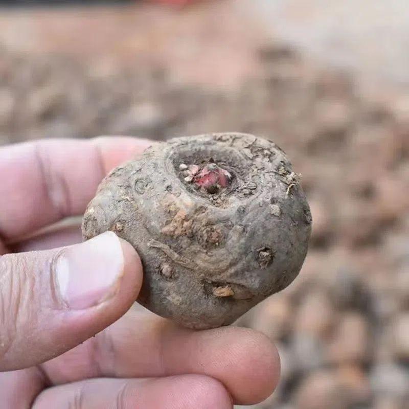 魔芋种种子花魔芋一代种子脱水消毒抗病性强成活率高的高产