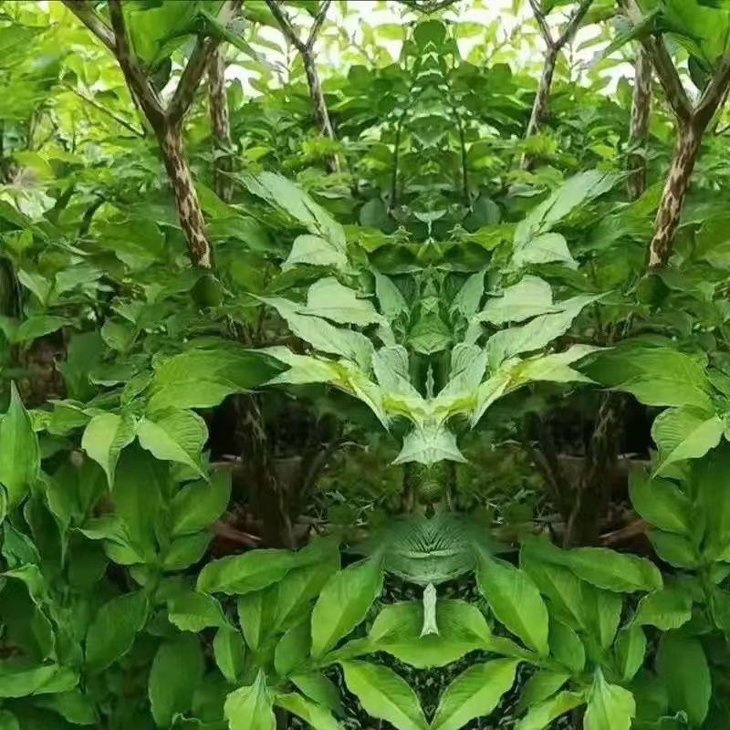 魔芋种种子花魔芋一代种子脱水消毒抗病性强成活率高的高产