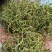 小叶化石草（肾精茶、猫须草）人工精选