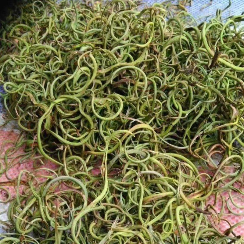 小叶化石草（肾精茶、猫须草）人工精选
