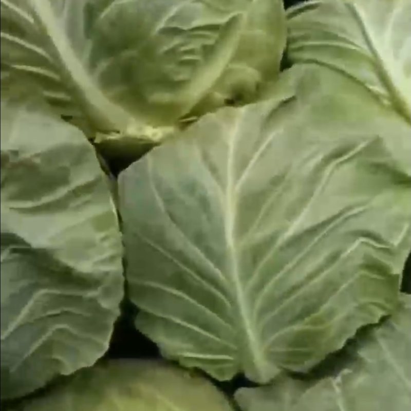 精品甘蓝大量上市中
