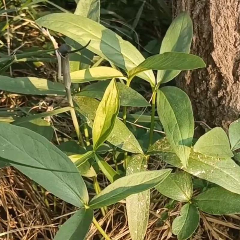 药材种子半夏种子阳台室内室外庭院新款植物