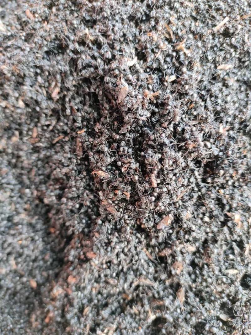 黑蚂蚁，中药材黑蚂蚁，量大从优，一手货源