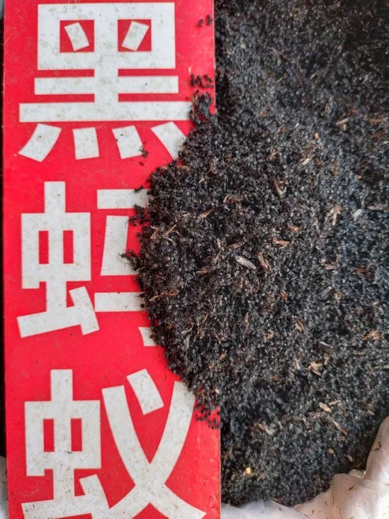 黑蚂蚁，中药材黑蚂蚁，量大从优，一手货源