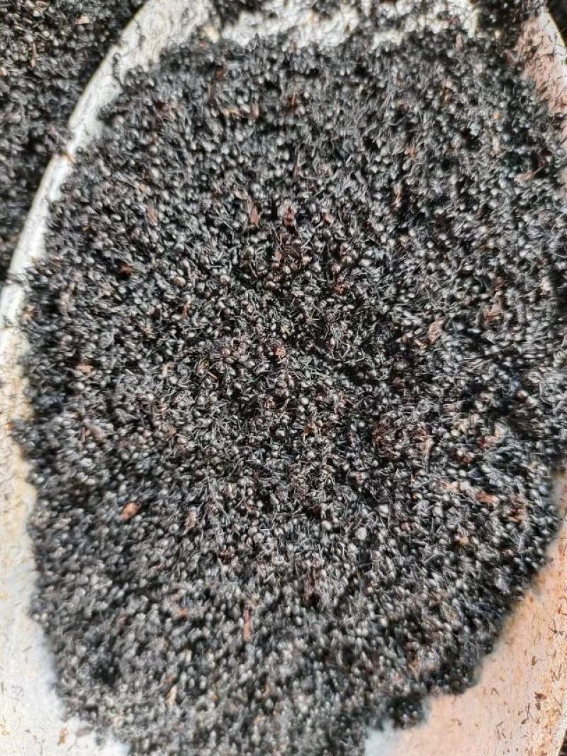 黑蚂蚁，中药材黑蚂蚁，量大从优，一手货源