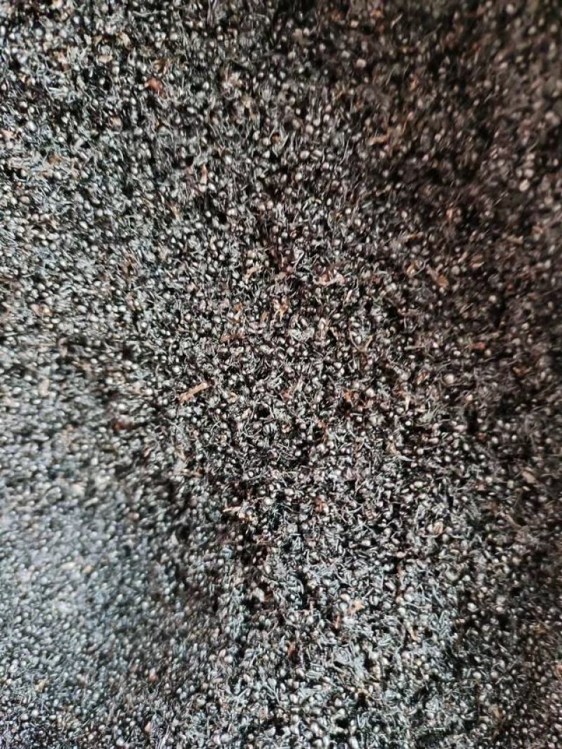黑蚂蚁，中药材黑蚂蚁，量大从优，一手货源
