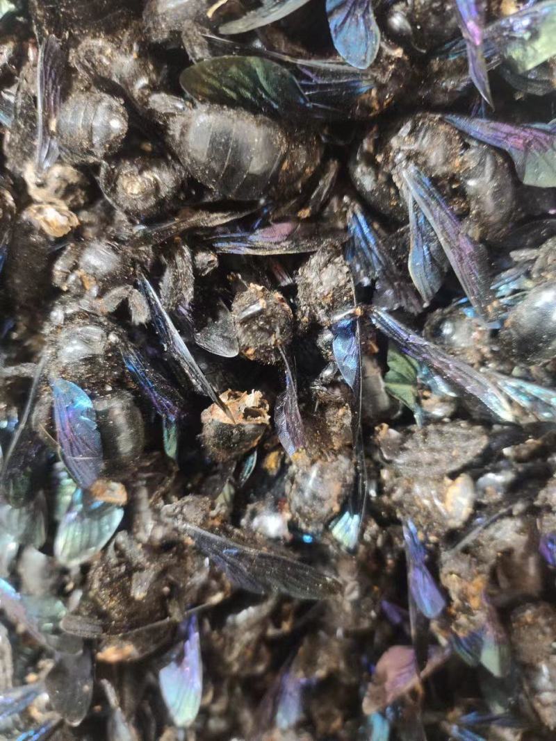 竹蜂，中药材竹蜂，量大从优，一手货源，欢迎采购