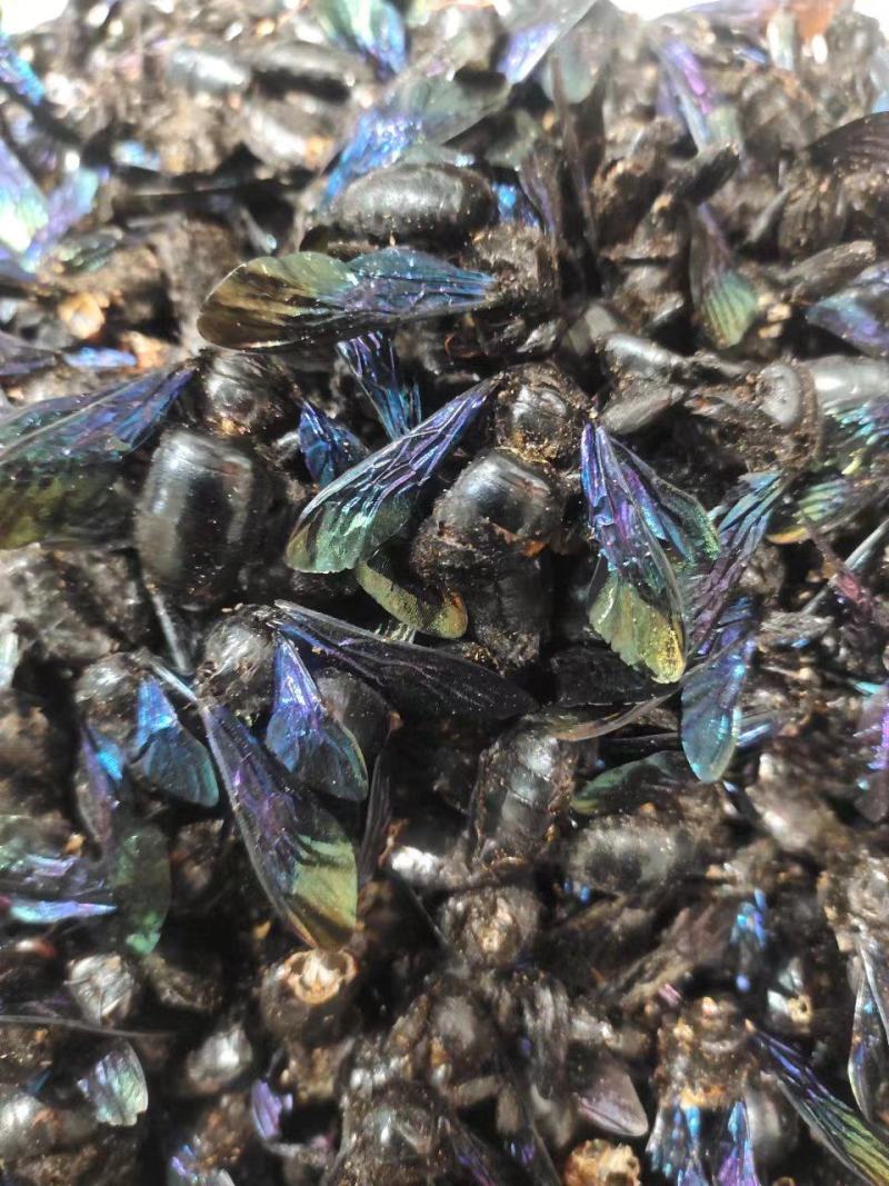 竹蜂，中药材竹蜂，量大从优，一手货源，欢迎采购