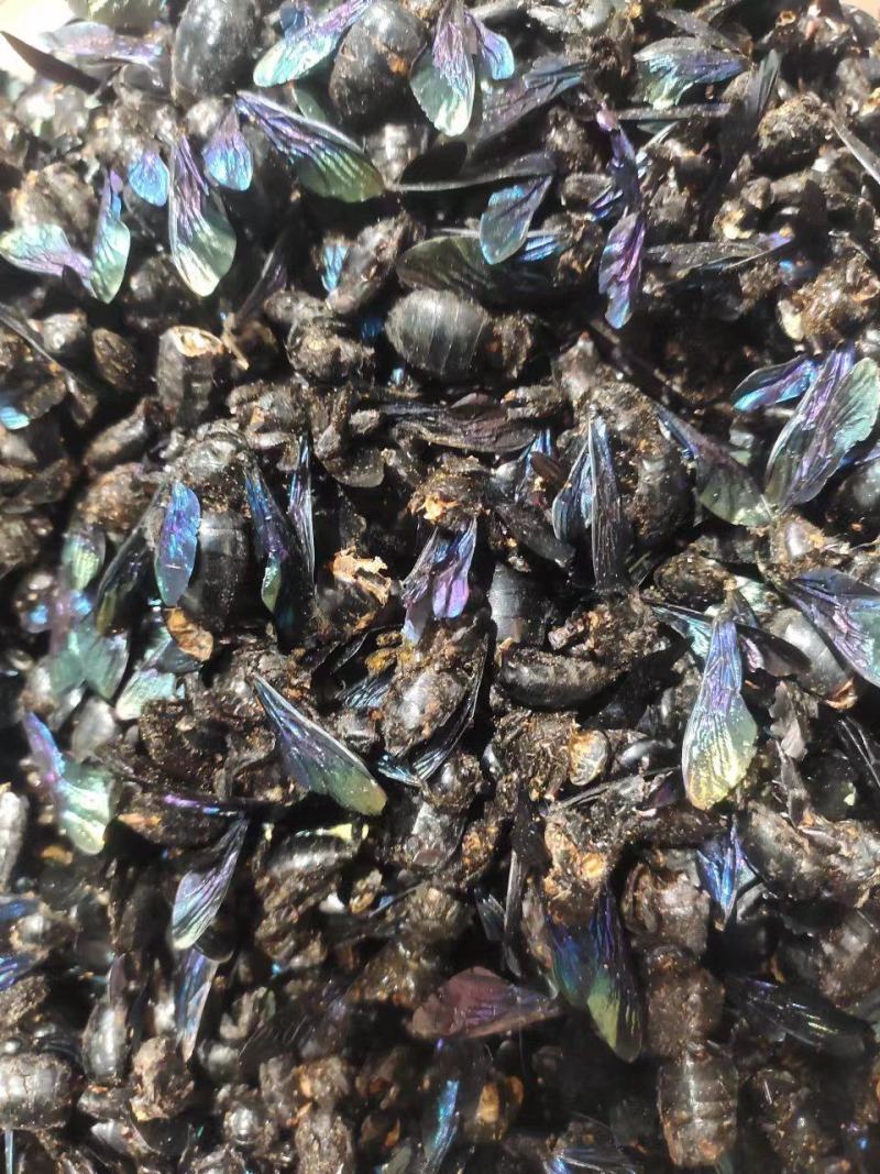 竹蜂，中药材竹蜂，量大从优，一手货源，欢迎采购