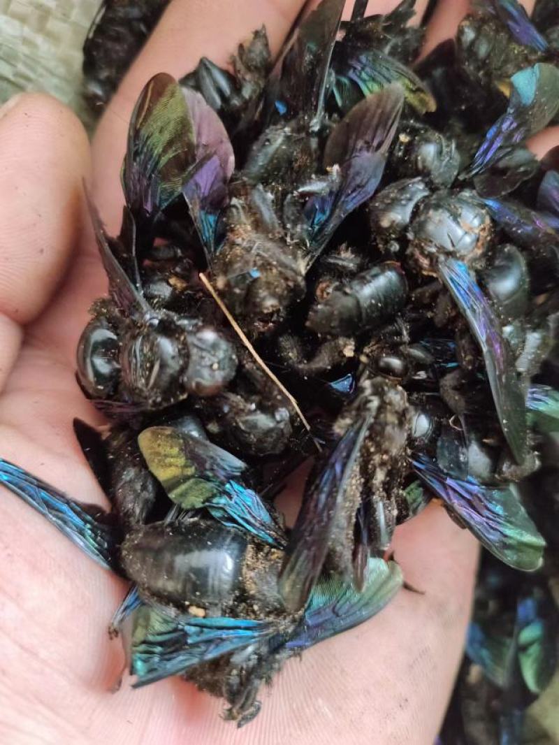 竹蜂，中药材竹蜂，量大从优，一手货源，欢迎采购