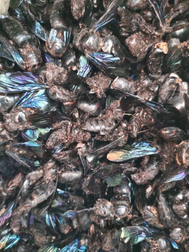 竹蜂，中药材竹蜂，量大从优，一手货源，欢迎采购