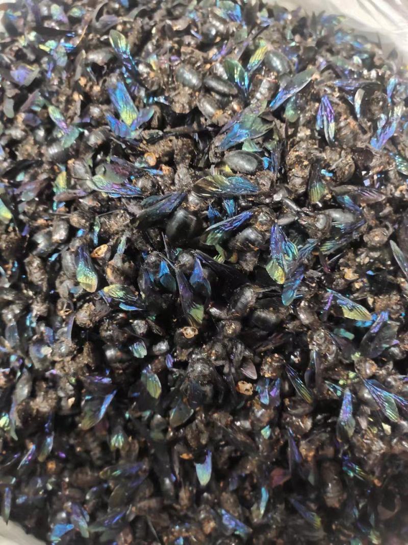 竹蜂，中药材竹蜂，量大从优，一手货源，欢迎采购