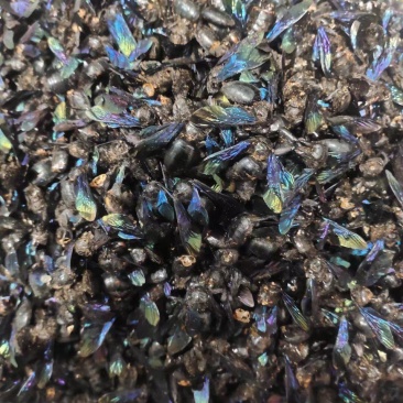 竹蜂，中药材竹蜂，量大从优，一手货源，欢迎采购