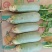 水果萝卜白萝卜青萝卜品类齐全货源充足代发全国