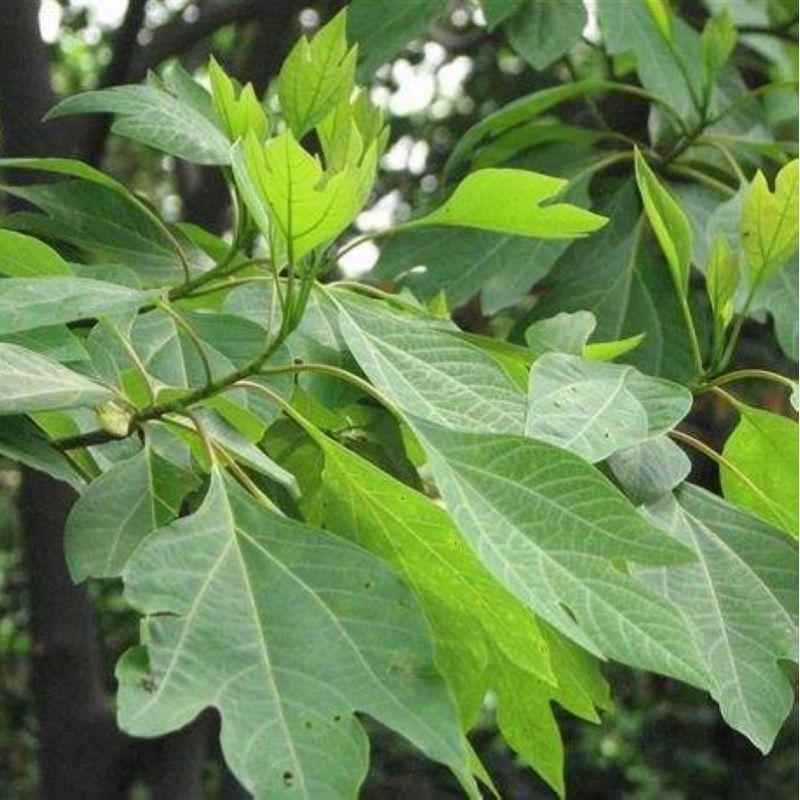 供应新采檫木种子檫树种子檫木小苗绿化林木种子檫木