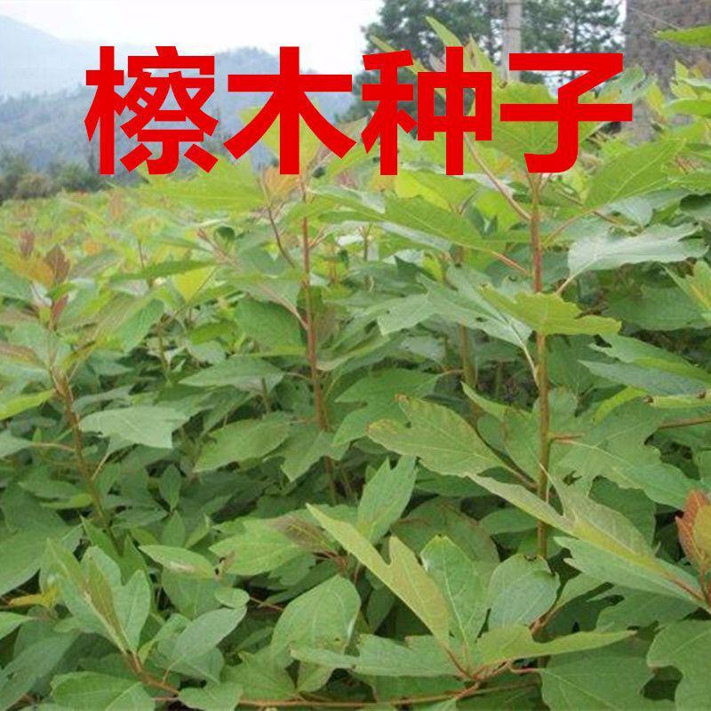 供应新采檫木种子檫树种子檫木小苗绿化林木种子檫木