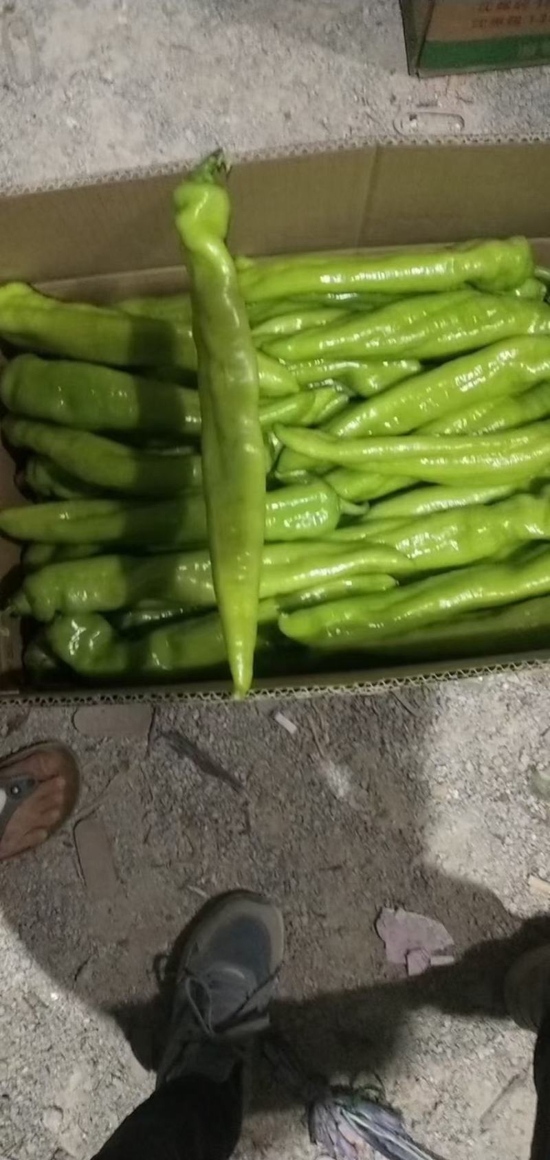 黄皮辣椒