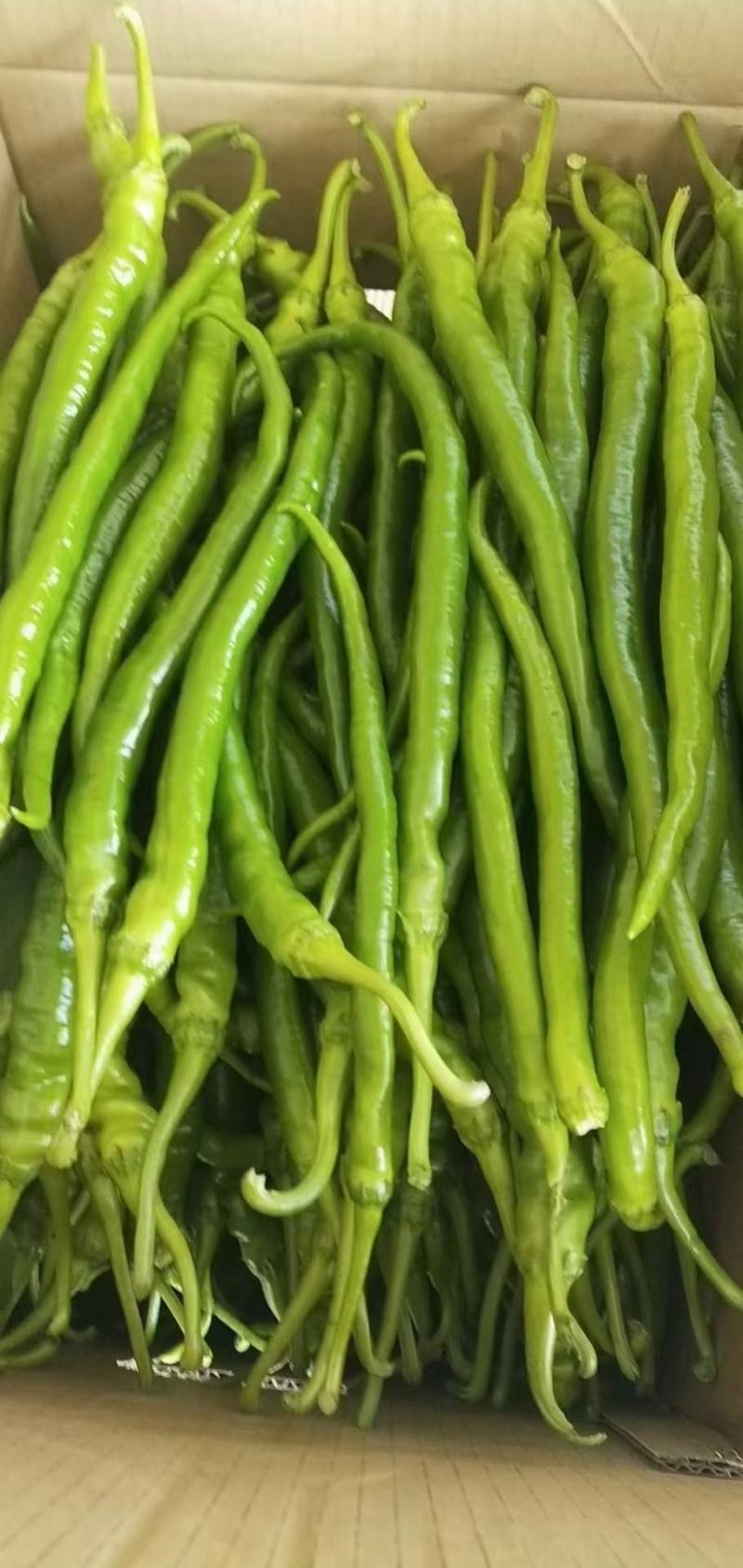 黄皮辣椒