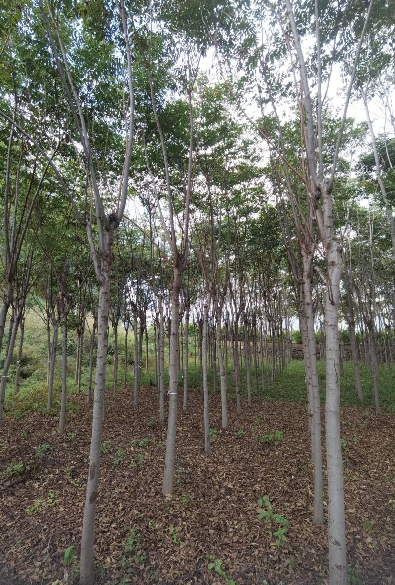 栾树