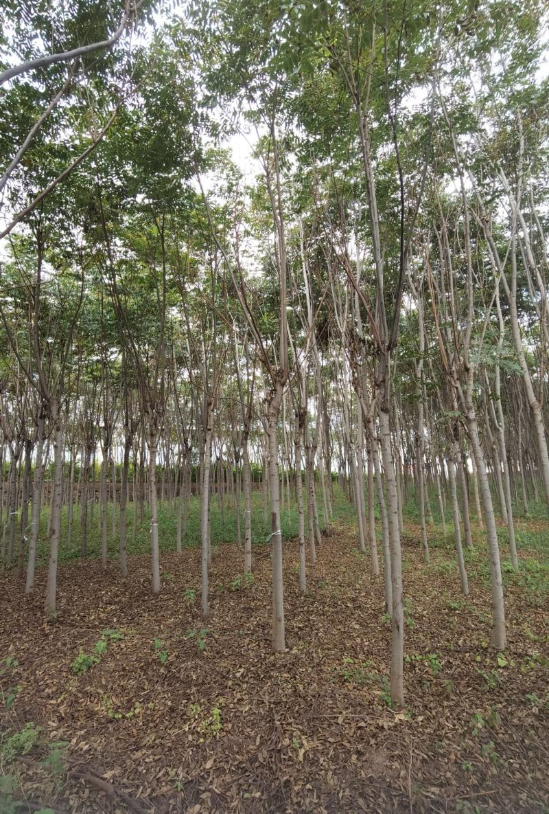 栾树