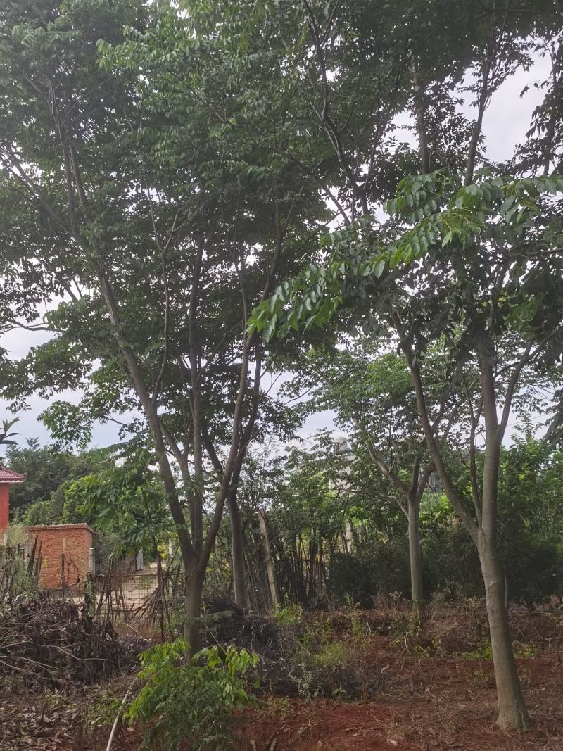 栾树